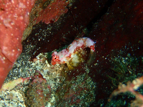 �ɓ������ʐ^�@�N���b�N�ő傫���Ȃ�܂�