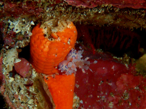 �ɓ������ʐ^�@�N���b�N�ő傫���Ȃ�܂�