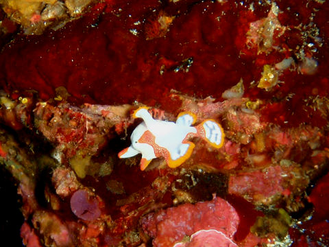 �ɓ������ʐ^�@�N���b�N�ő傫���Ȃ�܂�