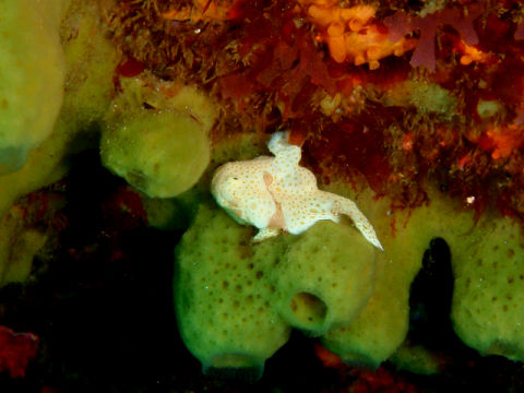 �ɓ������ʐ^�@�N���b�N�ő傫���Ȃ�܂�