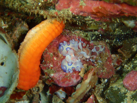 �ɓ������ʐ^�@�N���b�N�ő傫���Ȃ�܂�