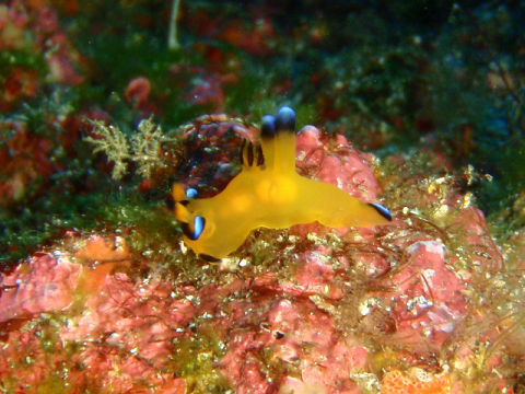 �ɓ������ʐ^�@�N���b�N�ő傫���Ȃ�܂�