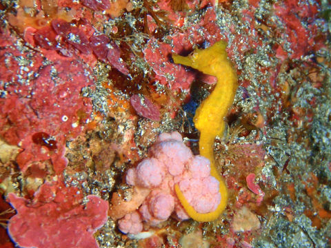 �ɓ������ʐ^�@�N���b�N�ő傫���Ȃ�܂�