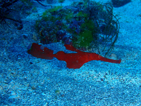 �ɓ������ʐ^�@�N���b�N�ő傫���Ȃ�܂�