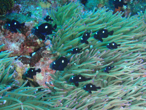 �ɓ������ʐ^�@�N���b�N�ő傫���Ȃ�܂�