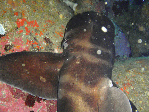 �ɓ������ʐ^�@�N���b�N�ő傫���Ȃ�܂�