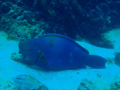 �ɓ������ʐ^�@�N���b�N�ő傫���Ȃ�܂�