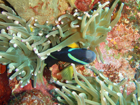 �ɓ������ʐ^�@�N���b�N�ő傫���Ȃ�܂�