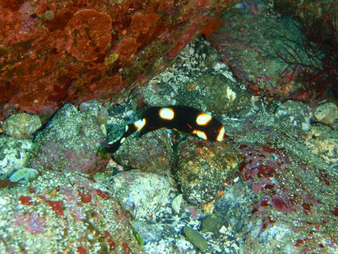 �ɓ������ʐ^�@�N���b�N�ő傫���Ȃ�܂�