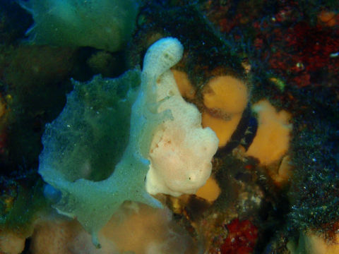 �ɓ������ʐ^�@�N���b�N�ő傫���Ȃ�܂�