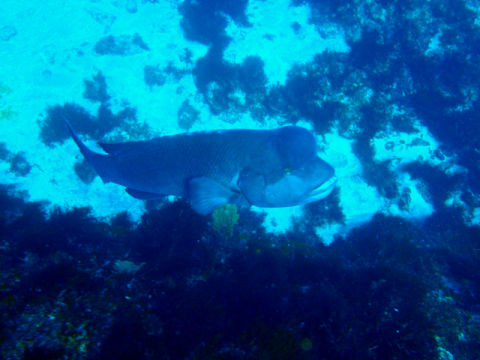 �ɓ������ʐ^�@�N���b�N�ő傫���Ȃ�܂�