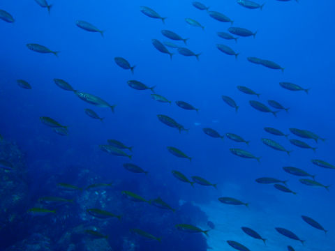 �ɓ������ʐ^�@�N���b�N�ő傫���Ȃ�܂�