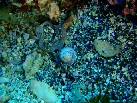 �ɓ������ʐ^�@�N���b�N�ő傫���Ȃ�܂�