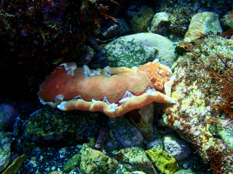 �ɓ������ʐ^�@�N���b�N�ő傫���Ȃ�܂�