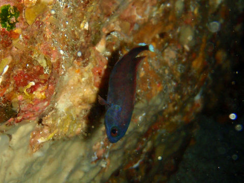 �ɓ������ʐ^�@�N���b�N�ő傫���Ȃ�܂�