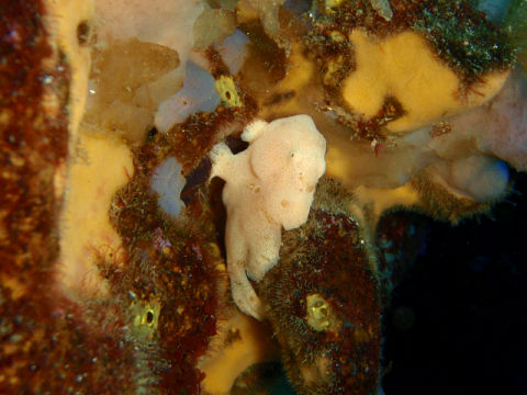 �ɓ������ʐ^�@�N���b�N�ő傫���Ȃ�܂�