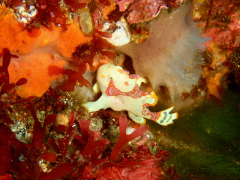 �ɓ������ʐ^�@�N���b�N�ő傫���Ȃ�܂�