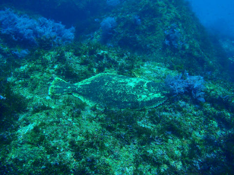 �ɓ������ʐ^�@�N���b�N�ő傫���Ȃ�܂�