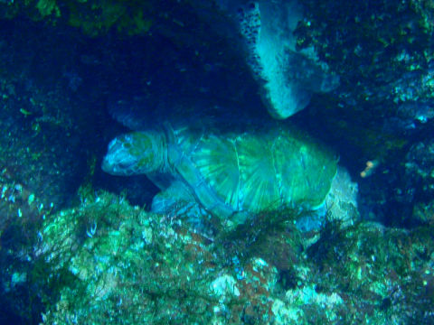 �ɓ������ʐ^�@�N���b�N�ő傫���Ȃ�܂�