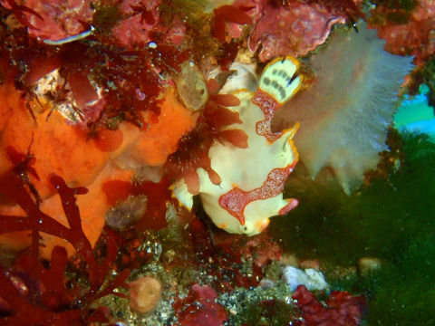 �ɓ������ʐ^�@�N���b�N�ő傫���Ȃ�܂�