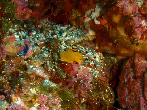 �ɓ������ʐ^�@�N���b�N�ő傫���Ȃ�܂�