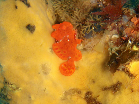 �ɓ������ʐ^�@�N���b�N�ő傫���Ȃ�܂�