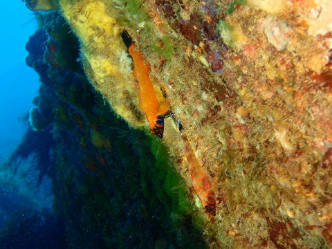 �ɓ������ʐ^�@�N���b�N�ő傫���Ȃ�܂�