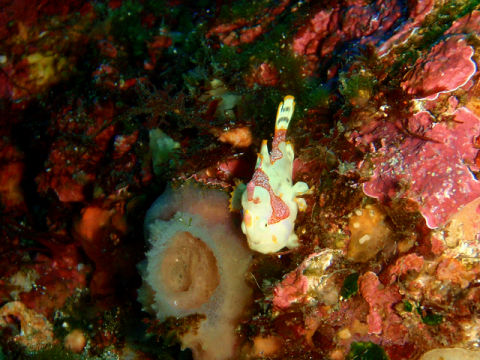 �ɓ������ʐ^�@�N���b�N�ő傫���Ȃ�܂�