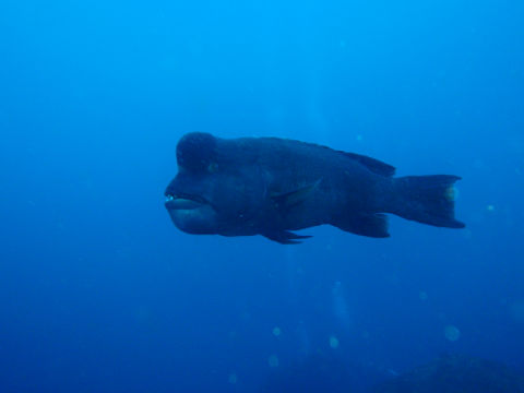 �ɓ������ʐ^�@�N���b�N�ő傫���Ȃ�܂�