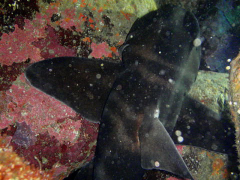 �ɓ������ʐ^�@�N���b�N�ő傫���Ȃ�܂�