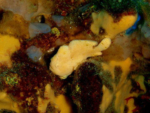 �ɓ������ʐ^�@�N���b�N�ő傫���Ȃ�܂�