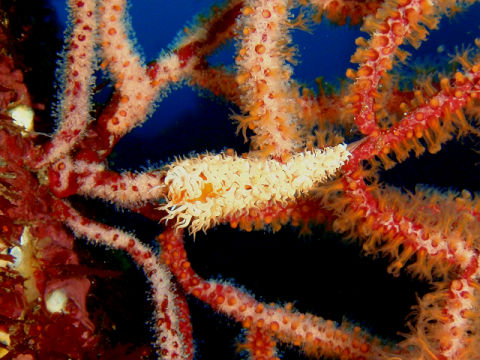 �ɓ������ʐ^�@�N���b�N�ő傫���Ȃ�܂�