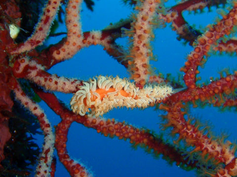 �ɓ������ʐ^�@�N���b�N�ő傫���Ȃ�܂�