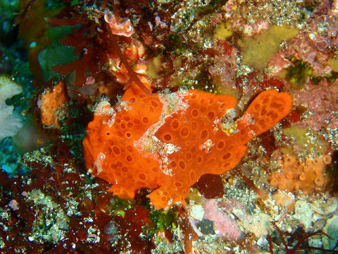 �ɓ������ʐ^�@�N���b�N�ő傫���Ȃ�܂�