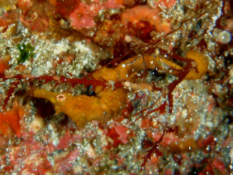 �ɓ������ʐ^�@�N���b�N�ő傫���Ȃ�܂�