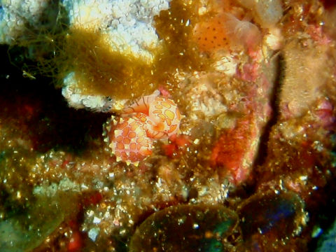 �ɓ������ʐ^�@�N���b�N�ő傫���Ȃ�܂�