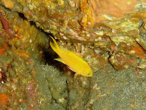 �ɓ������ʐ^�@�N���b�N�ő傫���Ȃ�܂�