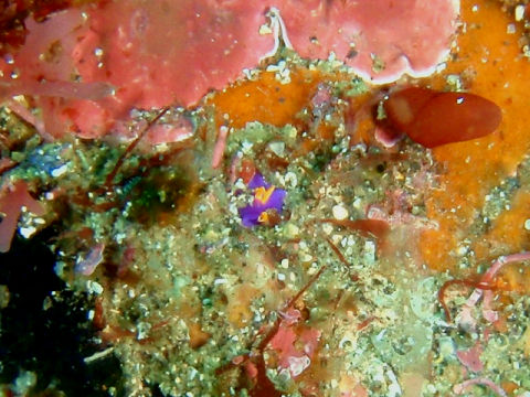 �ɓ������ʐ^�@�N���b�N�ő傫���Ȃ�܂�