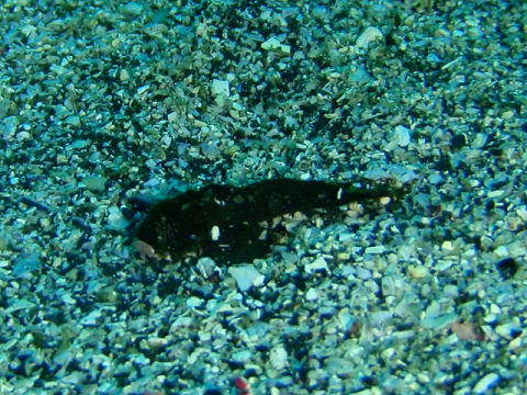 �ɓ������ʐ^�@�N���b�N�ő傫���Ȃ�܂�