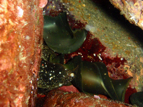 �ɓ������ʐ^�@�N���b�N�ő傫���Ȃ�܂�