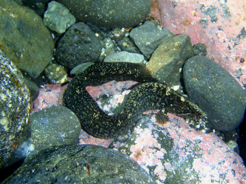 �ɓ������ʐ^�@�N���b�N�ő傫���Ȃ�܂�