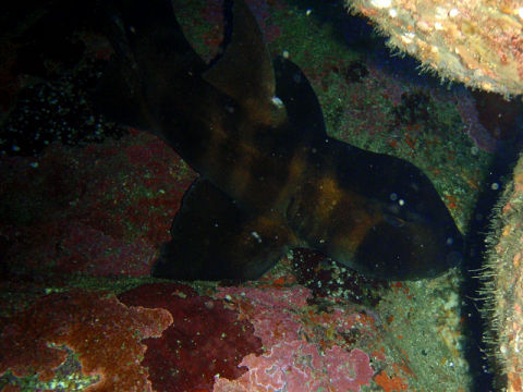 �ɓ������ʐ^�@�N���b�N�ő傫���Ȃ�܂�