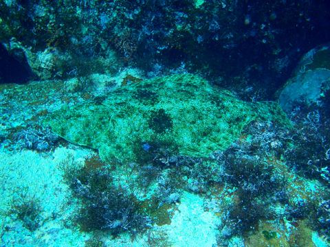 �ɓ������ʐ^�@�N���b�N�ő傫���Ȃ�܂�