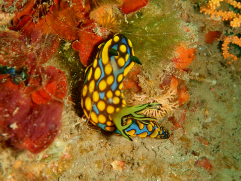 �ɓ������ʐ^�@�N���b�N�ő傫���Ȃ�܂�