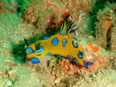 �ɓ������ʐ^�@�N���b�N�ő傫���Ȃ�܂�