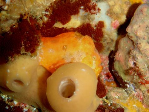 �ɓ������ʐ^�@�N���b�N�ő傫���Ȃ�܂�