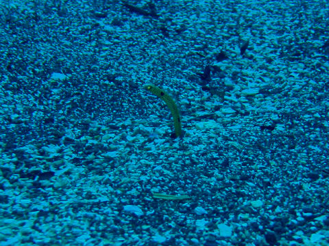 �ɓ������ʐ^�@�N���b�N�ő傫���Ȃ�܂�