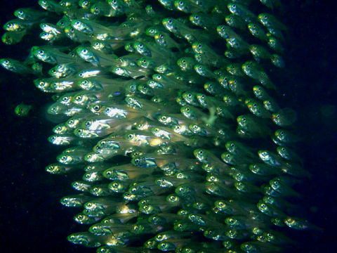 �ɓ������ʐ^�@�N���b�N�ő傫���Ȃ�܂�