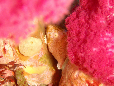 �ɓ������ʐ^�@�N���b�N�ő傫���Ȃ�܂�