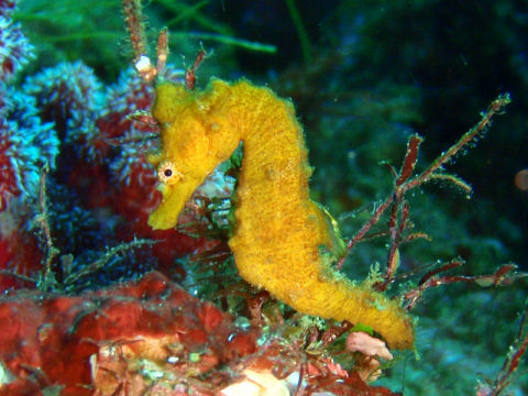 �ɓ������ʐ^�@�N���b�N�ő傫���Ȃ�܂�